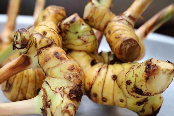 Loại củ rẻ bèo giá vài ngàn 1kg nhưng chống 8 bệnh ung thư, cải thiện chức năng sinh sản và phòng tim mạch