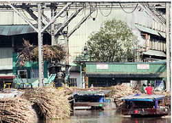 Nhà máy đường thiếu nguyên liệu vì mua giá thấp hơn thương lái