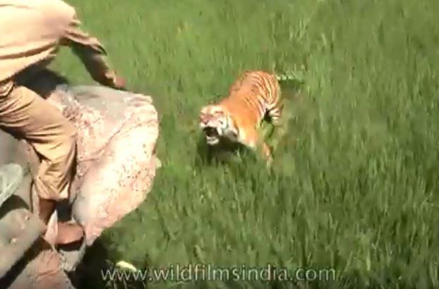 Clip: Hổ vồ đứt 2 ngón tay bảo vệ rừng đang cưỡi voi