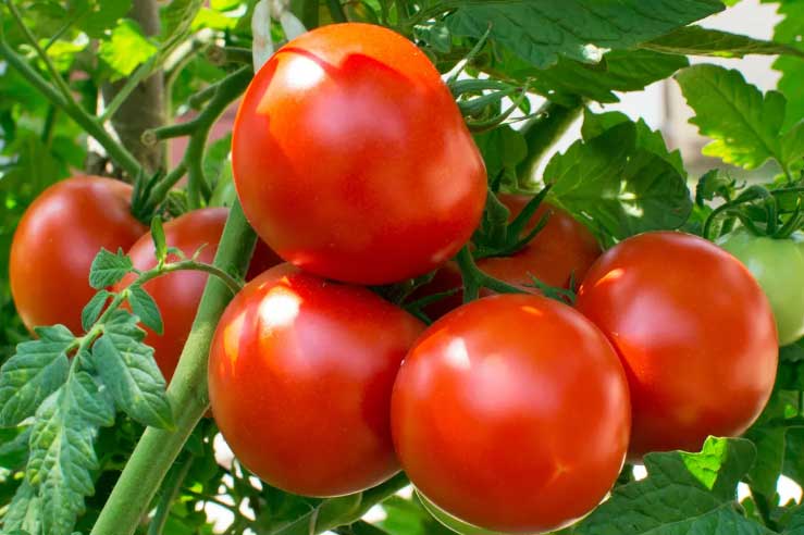 Những thực phẩm giúp phòng chống ung thư tuyến tiền liệt hiệu quả