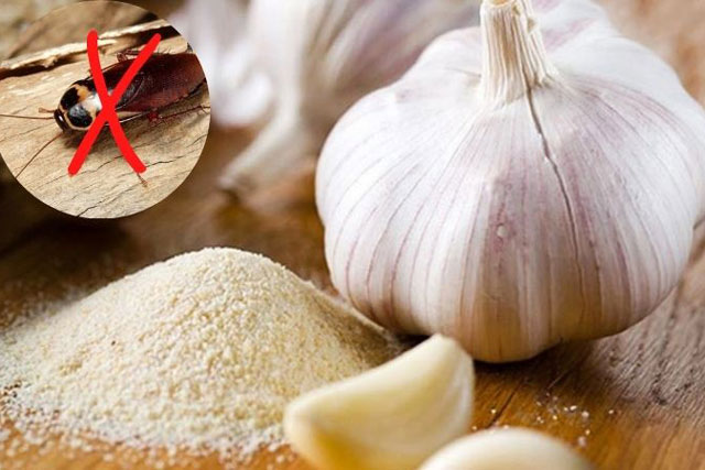 Đổ nước giặt vào tỏi: Gián nhiều đến mấy cũng diệt hết an toàn, tiết kiệm hơn dùng thuốc xịt độc hại