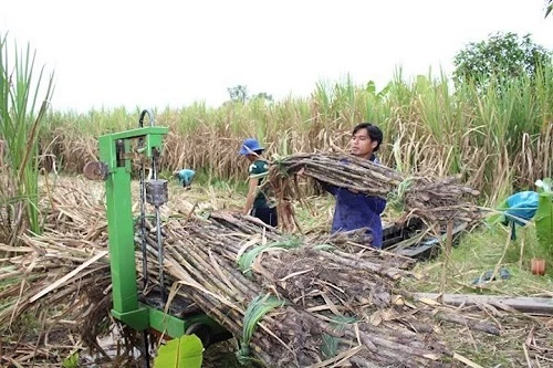 Nông  dân Hậu Giang thu hoạch mía  chũ yếu để bán  mía chục.ể bán 