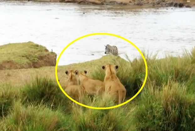 Clip: Đàn sư tử bất lực nhìn ngựa vằn chạy thoát