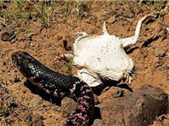 Clip: Thằn lằn quỷ gai dùng tuyệt chiêu khiến rắn độc hết muốn ăn
