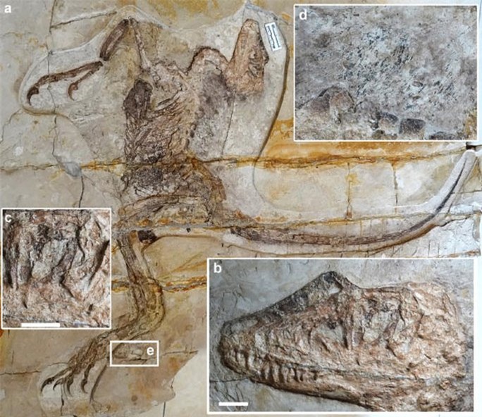 Phát hiện loài khủng long lai chim chưa từng biết ở Trung Quốc - Ảnh 1.