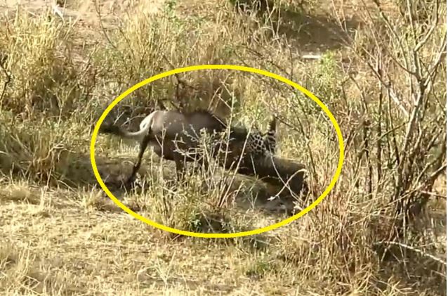 Clip: Báo hoa mai đón đầu tóm gọn linh dương đầu bò