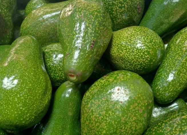 Người trồng bơ mách nhỏ: Muốn ăn bơ ngon béo, thịt dẻo, cứ nhìn điểm này