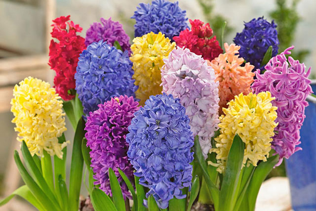 5 loại cây chặn đứng tài lộc, đuổi Thần Tài: Thích mấy cũng không nên trồng trong nhà