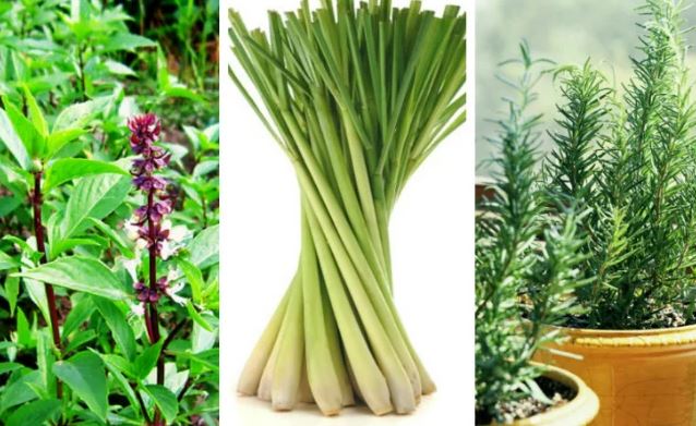 5 loại cây cứ trồng trong nhà đuổi cả đàn muỗi gián, không cần dùng hóa chất