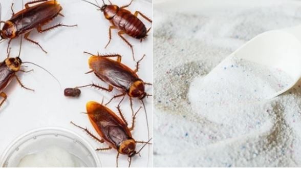 5 cách đuổi gián hiệu quả cực đỉnh, làm 1 lần, gián 3 đời không dám bén mảng