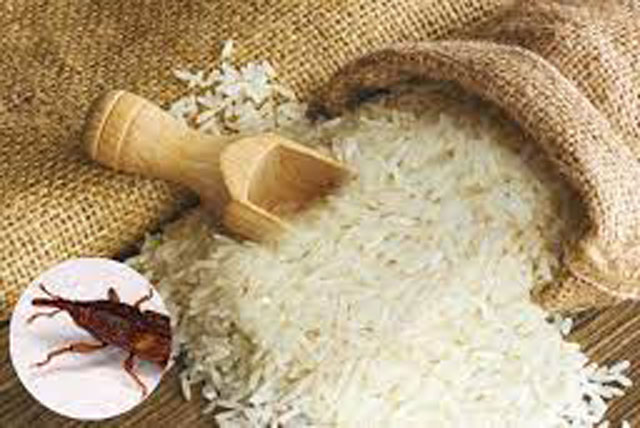Vùi vài quả ớt vào thùng gạo: Lợi ích bất ngờ, xử lý nhanh gọn vấn đề nhiều nhà gặp phải