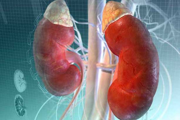 Vạch mặt 5 thủ phạm khiến thận "yếu" đi từng ngày, hãy loại bỏ chúng ngay trước khi quá muộn