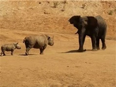 Clip: Tê giác tấn công voi để bảo vệ con