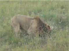 Clip: Sư tử đực trổ tài săn nhím