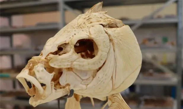 Hộp sọ con cá chép được đặt tại Bảo tàng Lịch sử Tự nhiên Steinhardt ở Tel Aviv.