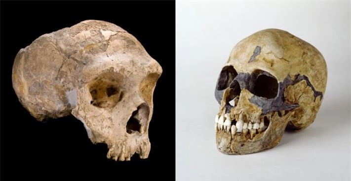 Người Neanderthal (trái) và Homo sapiens (phải) là họ hàng gần nhất và có thể giao phối với nhau