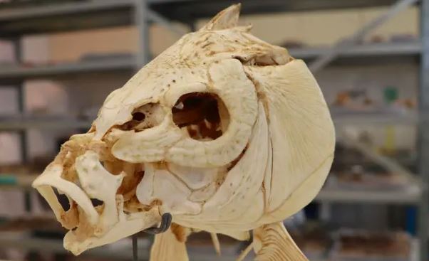 Hóa thạch cá cho thấy có thể con người đã nấu ăn sớm hơn 600.000 năm so với chúng ta nghĩ