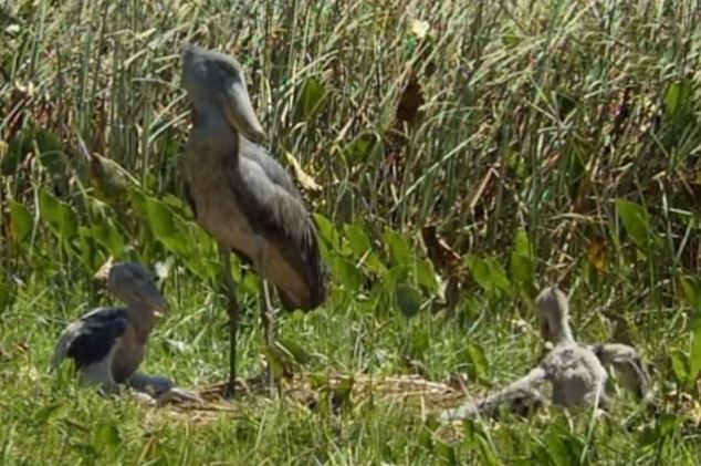 Clip: Sự độc ác kinh hoàng của loài cò mỏ giày