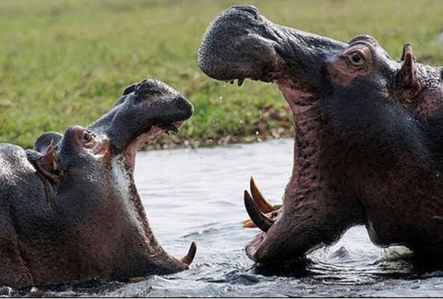 Clip: Hà mã điên cuồng tấn công đồng loại