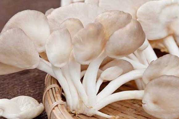 5 lợi ích tuyệt vời của nấm bào ngư đối với sức khỏe