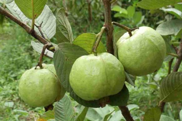 6 tác dụng của quả ổi: Giảm cân, tăng miễn dịch, cái số 3 mới là quý nhất