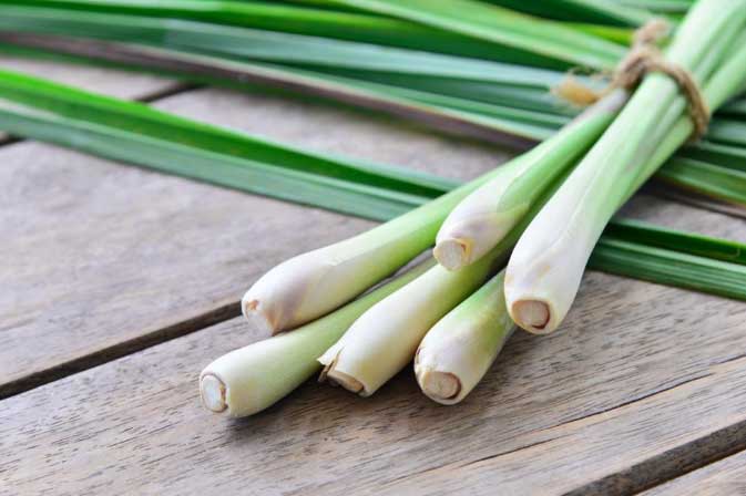 10 cách đuổi muỗi ra khỏi nhà vĩnh viễn, nhanh gọn đơn giản, không con nào dám vo ve