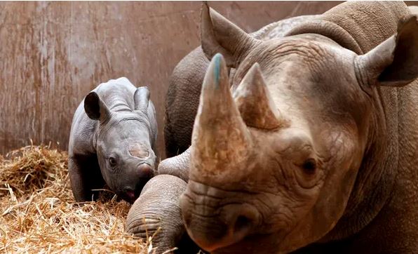 Sừng tê giác thu ngắn lại trong thế kỷ qua