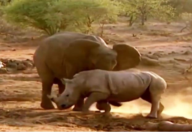 Clip: Màn giao chiến kịch liệt giữa voi với đàn tê giác