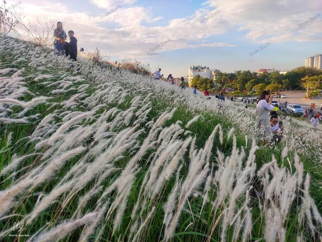 Cánh đồng cỏ lau ở khu vực Long Biên, Hà Nội thu hút đông đảo người dân đến chụp ảnh, check in trong những ngày gần đây. (Ảnh Doan Bach)