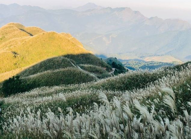 Những cánh đồng cỏ lau đẹp nhất cả nước, có nơi được dân phượt tích cực săn lùng
