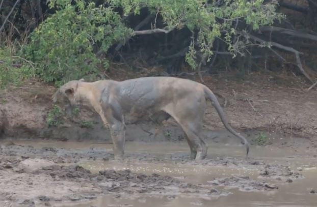 Clip: Sư tử giãy chết bị giun chui vào não