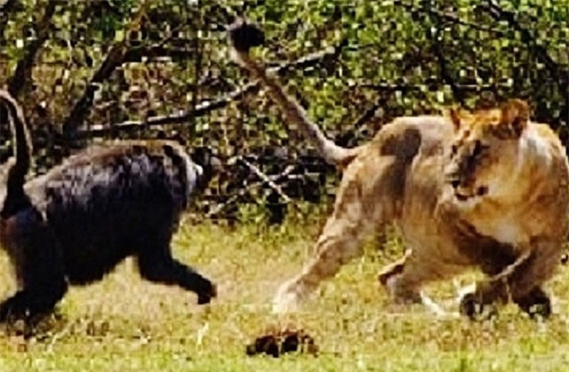 Khỉ đầu chó đuổi sư tử.