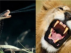 Clip: Bị hổ mang phun độc, sư tử kêu rống bỏ chạy