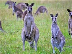 Australia kêu gọi người dân ăn thịt kangaroo