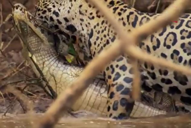 Clip: Báo đốm đoạt mạng cá sấu trong chớp mắt