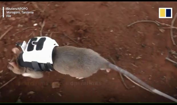 Đội chuột khổng lồ làm nhiệm vụ cứu hộ