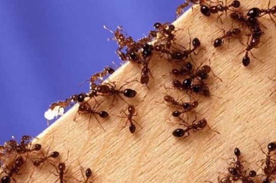 "Tất tần tật" các mẹo hay đuổi ruồi, muỗi, kiến, gián ra khỏi nhà bằng những nguyên liệu giá rẻ như cho