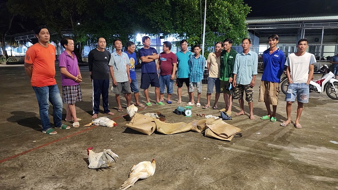 Kiên Giang: Phá điểm đá gà ăn tiền trong khu đất trống