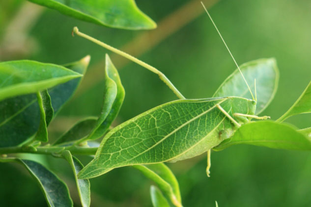 Kinh ngạc trước tài ngụy trang đỉnh cao của các loài động vật trong tự nhiên