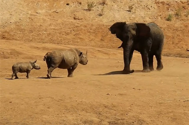 Clip: Tê giác tấn công voi để bảo vệ con