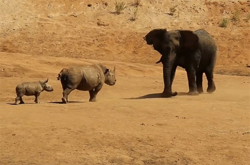 Tê giác tấn công voi.
