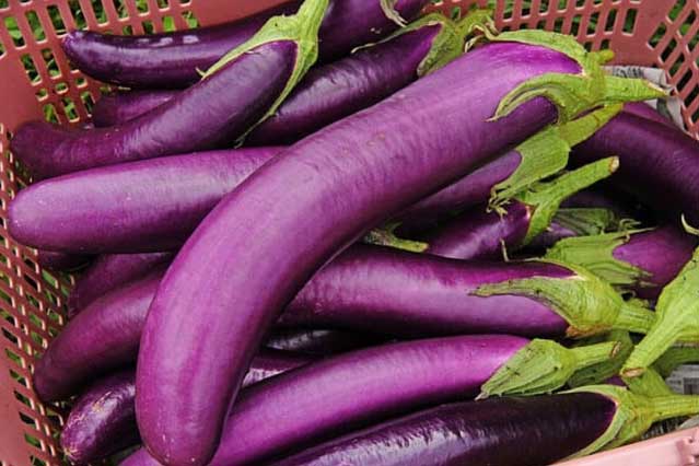 Mỗi ngày một quả cà tím nhỏ nhưng có võ, cực tốt cho sức khỏe
