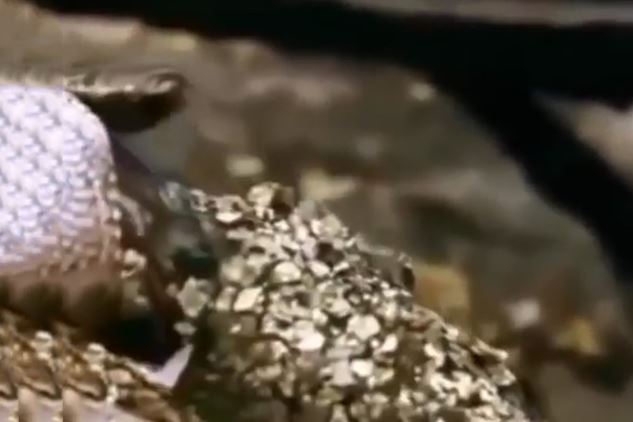 Clip: Mẹ đi săn, báo con bị trăn giết hại