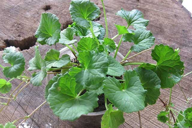 Rau má và những công dụng chữa bệnh trên cả tuyệt vời, nhất là bệnh thấp khớp