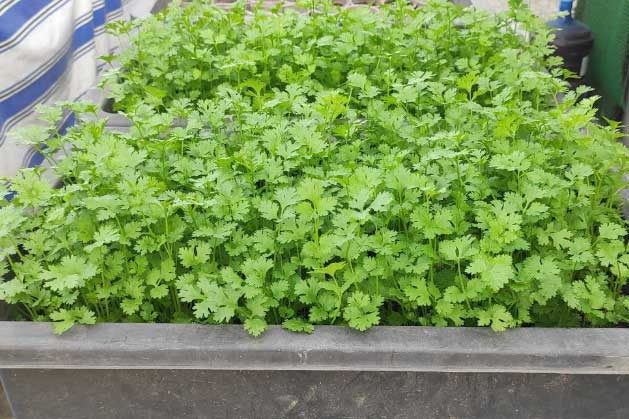 Những loại gia vị tăng dinh dưỡng cho món ăn và lưu ý khi nêm nếm gia vị thường ngày