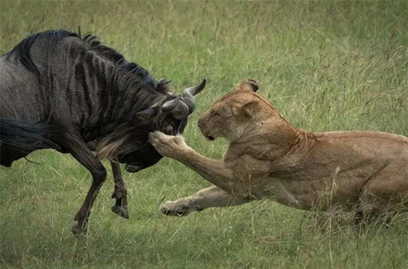 Sư tử giết linh dương đầu bò.