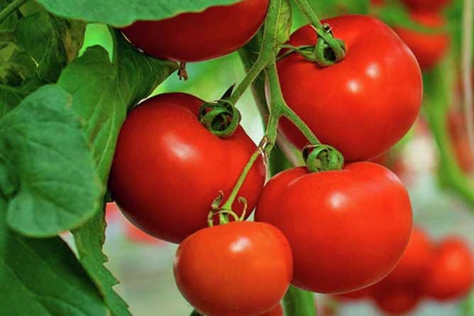 Giảm ngay 4 kg chỉ trong 1 tuần chỉ với trái cà chua rẻ bèo