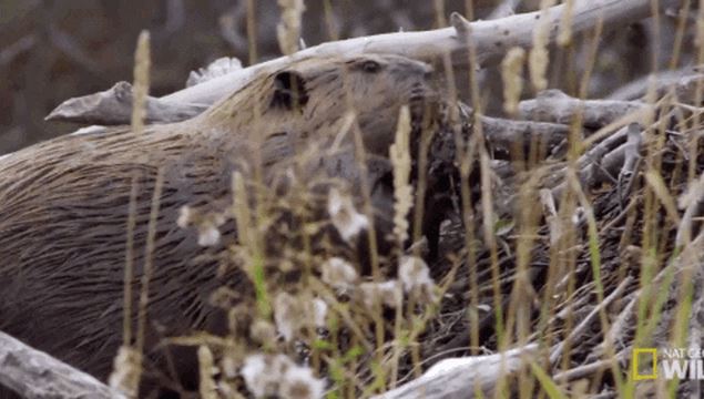 Những loài động vật đặc biệt có khả năng tỏa mùi thơm quyến rũ