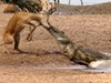 Clip: Linh dương Impala chết thảm vì sừng quá dài