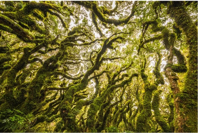 Rừng Goblin nổi tiếng với các thân cây bám đầy rêu. (Ảnh: Discovery)